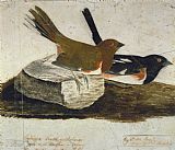John James Audubon Famous Paintings - Towhee Bunting